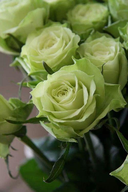 Gentle Embrace of Spring Harmony