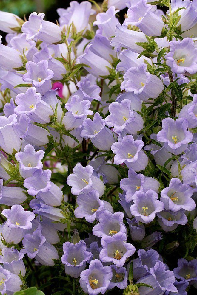 Whispering Meadows Sunrise Bouquet